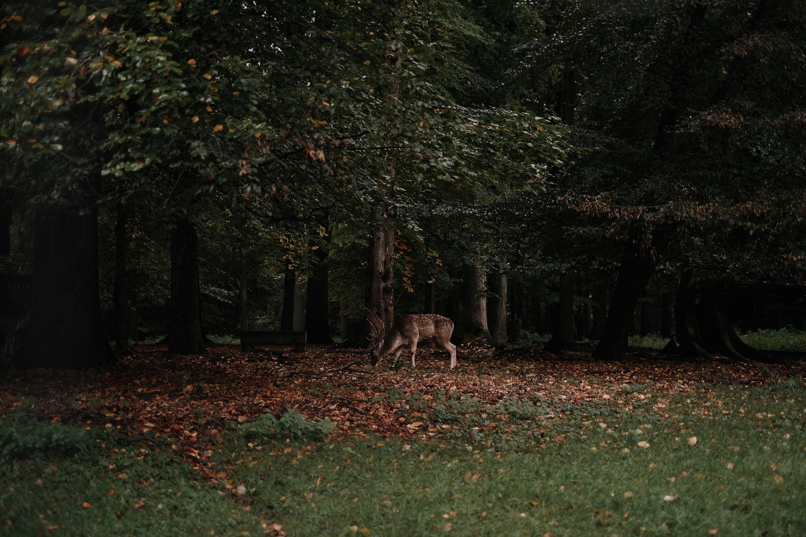 Observation naturaliste en forêt